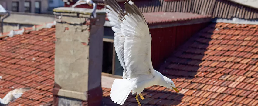 Residential Chimney Animal Removal Solution in Clarksville, IN