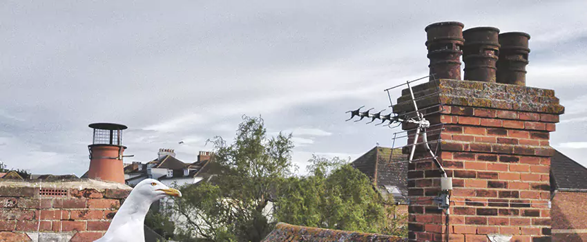 Chimney Cleaning And Restoration in Clarksville, Indiana